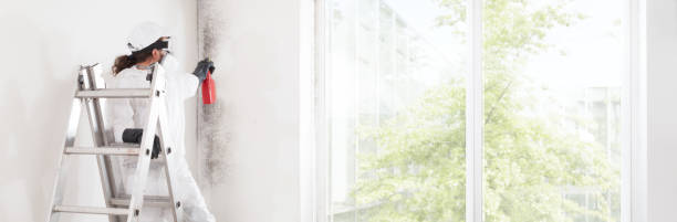 Best Basement Mold Removal  in Stateburg, SC